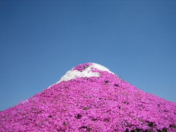 芝桜の富士山